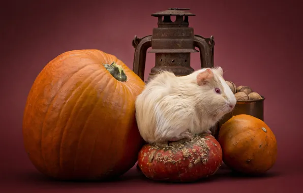 Look, pose, muzzle, Guinea pig, still life