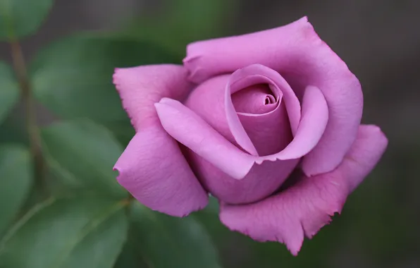 Picture macro, rose, Bud, purple