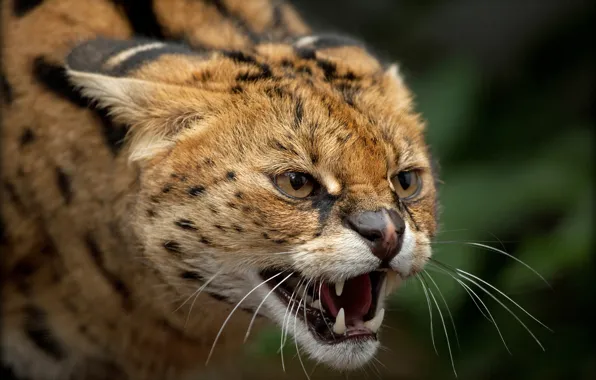 Look, face, portrait, mouth, grin, evil, Serval