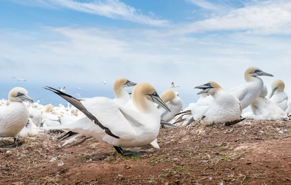 Picture sea, the sky, clouds, blue, bird, shore, pack, white