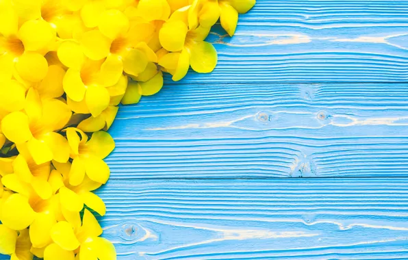 Flowers, yellow, yellow, wood, blue, flowers, tropical, tropical