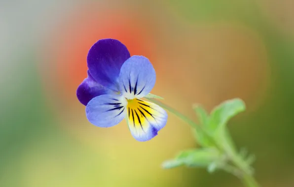 Picture flowers, nature, petals