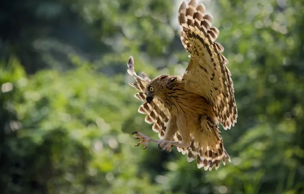 Forest, flight, hunting, hawk, wildlife, open wings