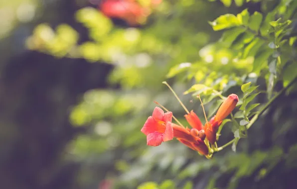 Picture flower, leaves, petals