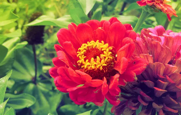 Picture flowers, plant, tsiniya