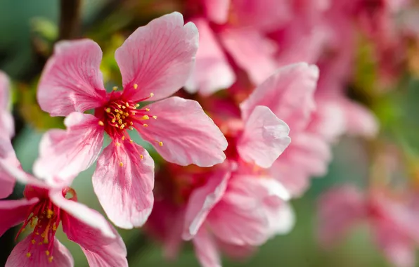 Macro, flowers, cherry, pink