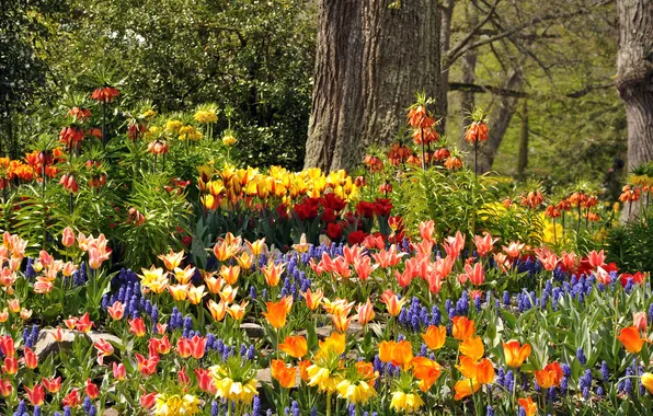 Trees, flowers, Park, Germany, tulips, colorful, hyacinths, Mainau