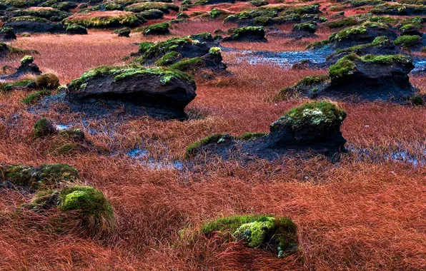 Picture grass, stones, moss, valley