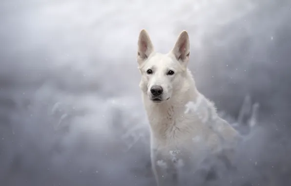 Picture look, snow, dog, bokeh, The white Swiss shepherd dog