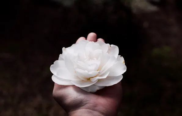 White, flower, hand, petals