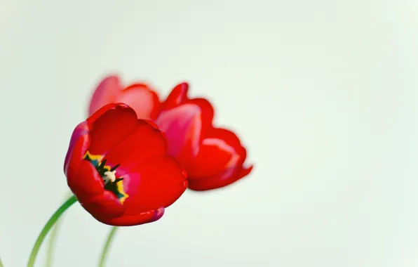 Picture white, macro, flowers, red, background, widescreen, Wallpaper, black