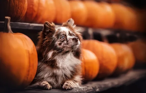 Picture look, animal, Board, dog, pumpkin, dog, shelves