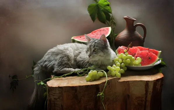 Cat, cat, leaves, berries, animal, stump, watermelon, grapes