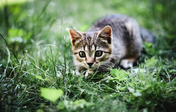 Cat, summer, grass