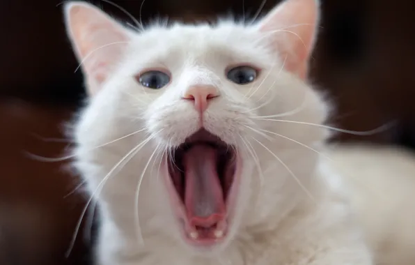 Language, white, cat, yawns