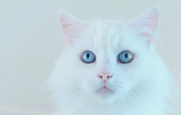 Picture cat, white, cat, look, face, background, portrait, light