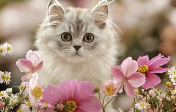 Picture flowers, kitty, fluffy, kosmeya
