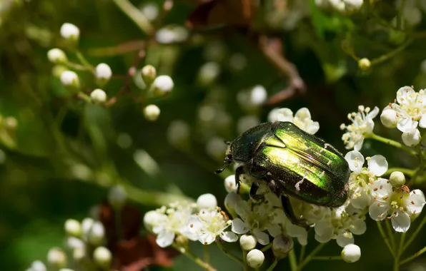 Macro, beetle, insect