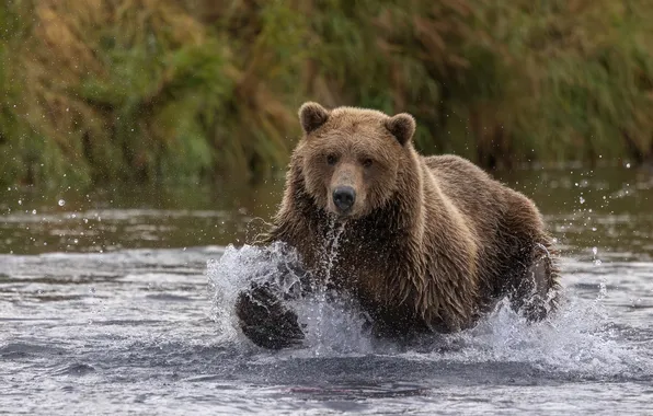 Look, face, water, squirt, river, movement, jump, shore