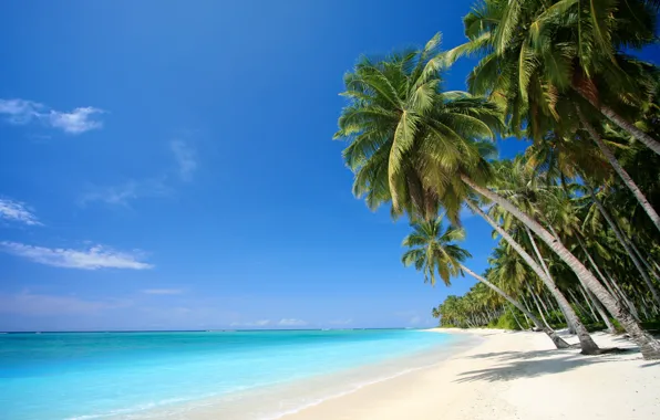 Picture sand, sea, beach, tropics, palm trees