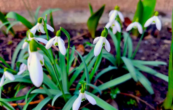 Grass, flowers, nature, spring, snowdrops