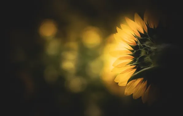 Summer, nature, sunflower