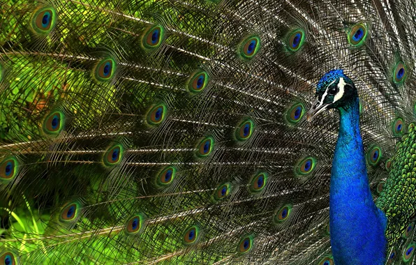 Picture look, bird, pattern, beauty, feathers, fan, tail, peacock