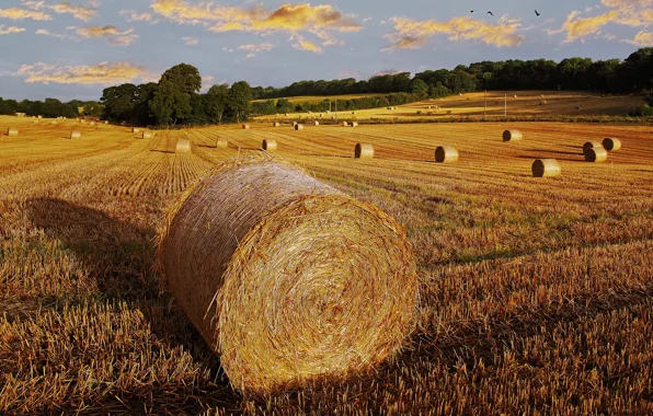 Field, trees, hills, slope, hay, bales, straw, the end of summer