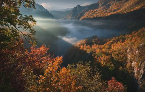 Autumn, forest, mountains, gorge, Montenegro, Montenegro, Tara River Canyon, Durmitor National Park