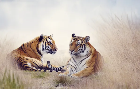 Picture grass, predators, tigers, lie, bokeh, rest