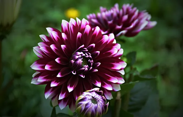 Flower, Bokeh, Bokeh, Macro, Purple flower