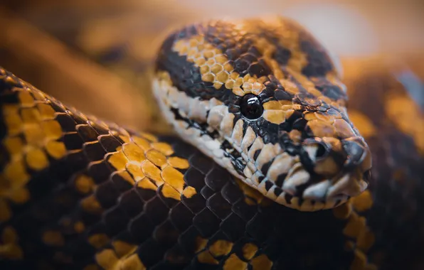 Look, portrait, snake, Python, bokeh, spotted