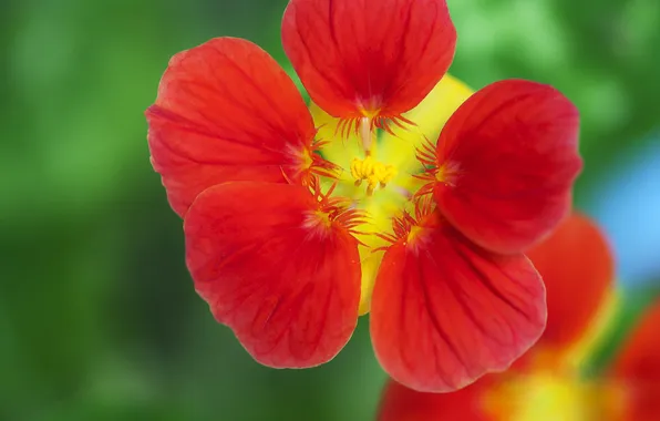Picture flower, macro, red, bindweed