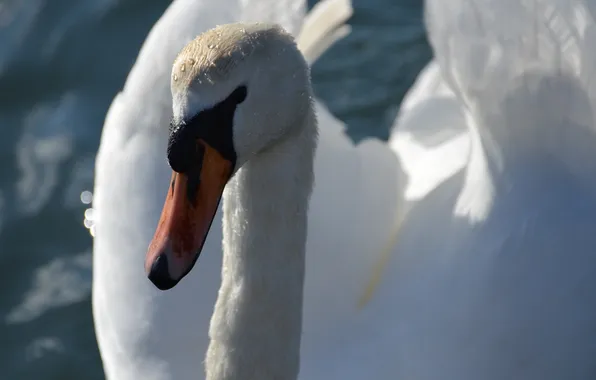 Picture white, bird, head, beak, grace, Swan