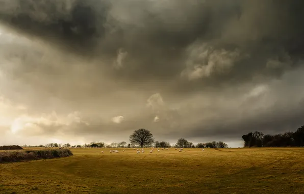 Field, trees, sheep, storm, horizon, farm, gray clouds