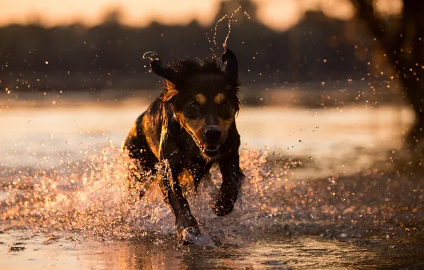 Look, water, each, dog