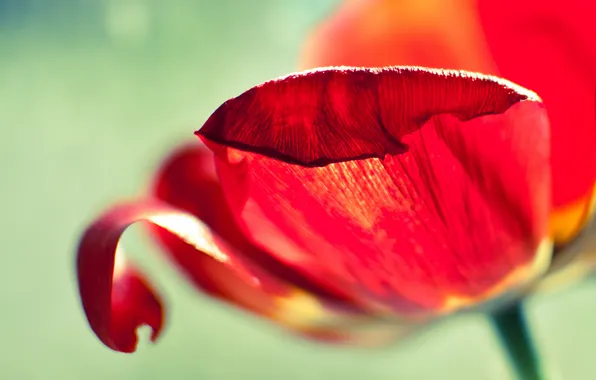Picture macro, red, Tulip, petals