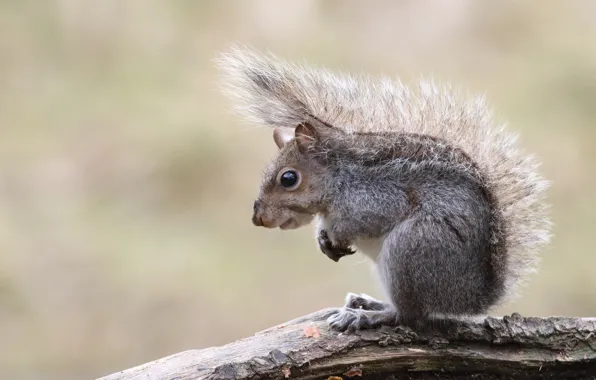 Picture pose, grey, background, protein, tail, profile, log, sitting
