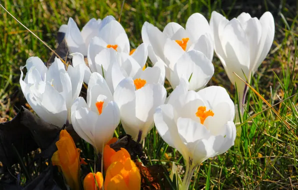 White, flower, crocus