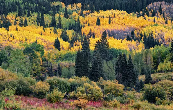Autumn, forest, trees, mountains, thickets, view, yellow, ate