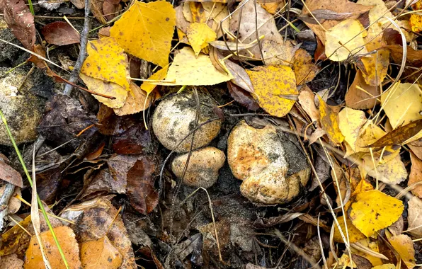 Sand, autumn, forest, grass, mushrooms, grass, forest, leaves