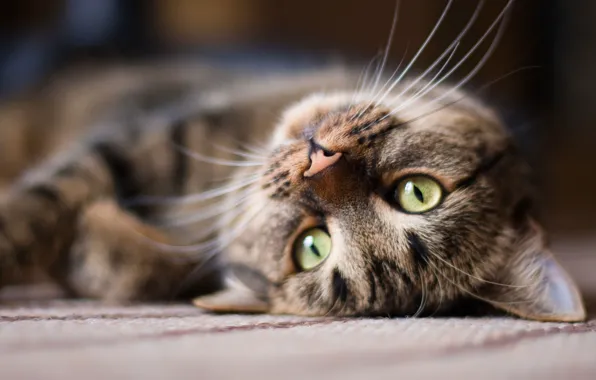 Cat, cat, look, grey, lies, face, striped, green eyes