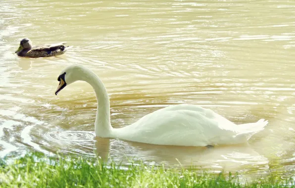 Birds, Swan, Oranienbaum