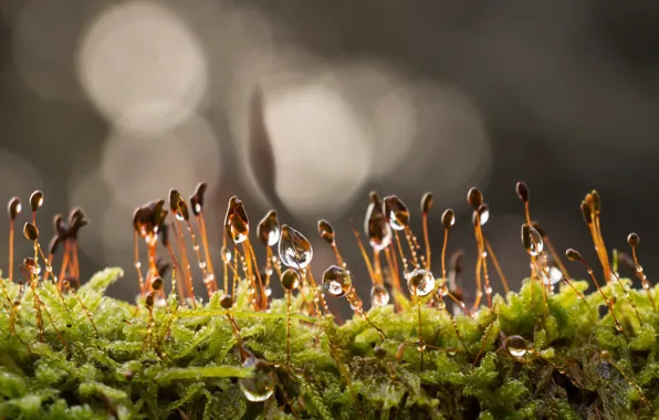Picture drops, macro, nature, moss