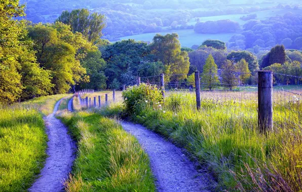 Road, grass, trees, nature, fence