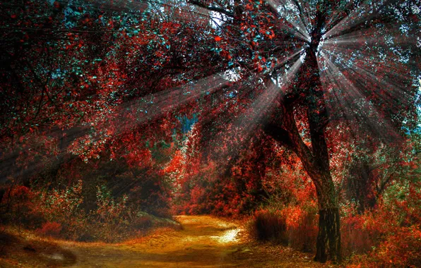Picture autumn, forest, trees, paint, path, rays of light
