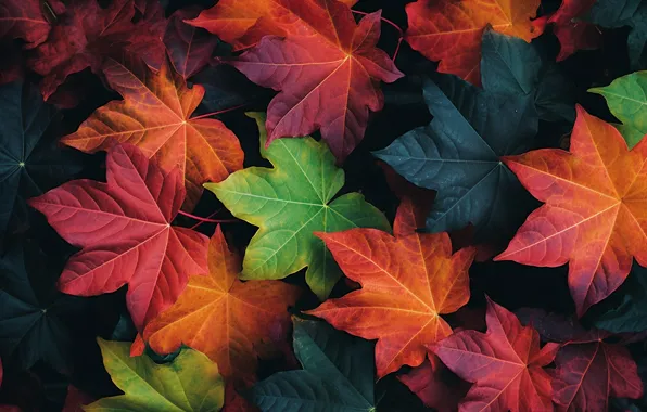 Autumn, leaves, background, texture, colorful, autumn, leaves, maple
