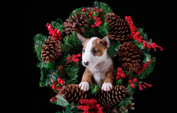 Berries, holiday, new year, puppy, wreath, bumps