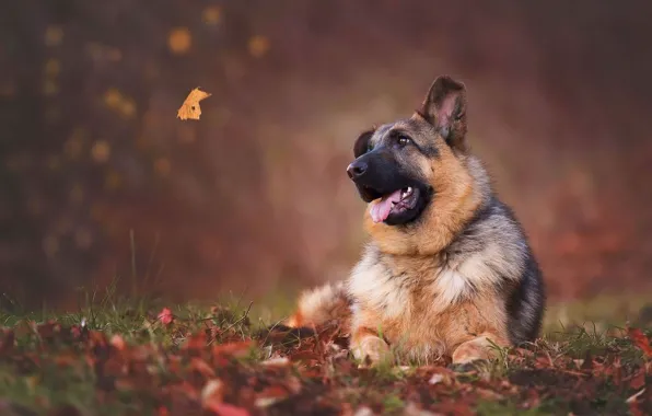 Autumn, language, look, face, leaves, nature, sheet, foliage