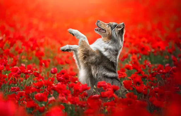 Picture flowers, dog, paws, stand, red poppies
